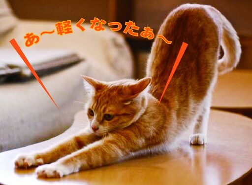 よこい整骨院で肩こりが治って背伸びをした猫の写真